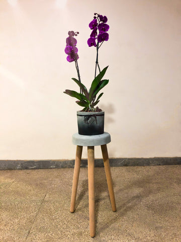Large Orchids Plant With Concrete Pot