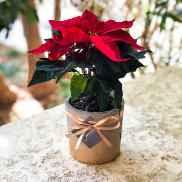 Christmas Plant With Concrete Pot