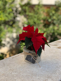 Christmas Plant With Concrete Pot