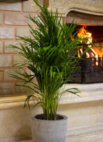 Large Areca Palm Plant With Concrete Pot