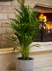 Large Areca Palm Plant With Concrete Pot