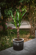 Large  Yucca Plant With Concrete Pot