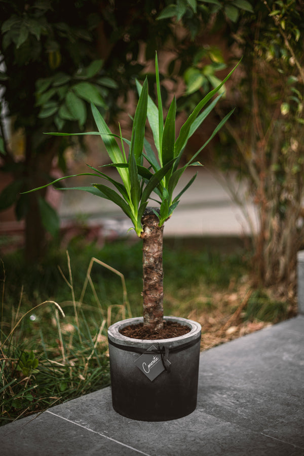 large yucca plant pot Large Yucca Plant With Concrete Pot